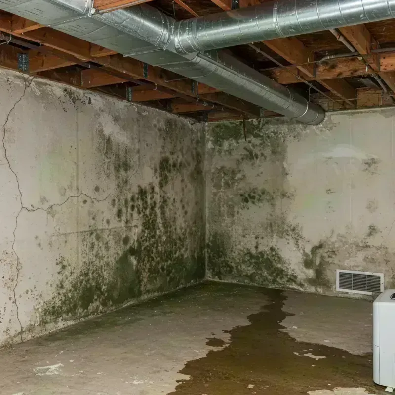 Professional Mold Removal in Rayville, LA